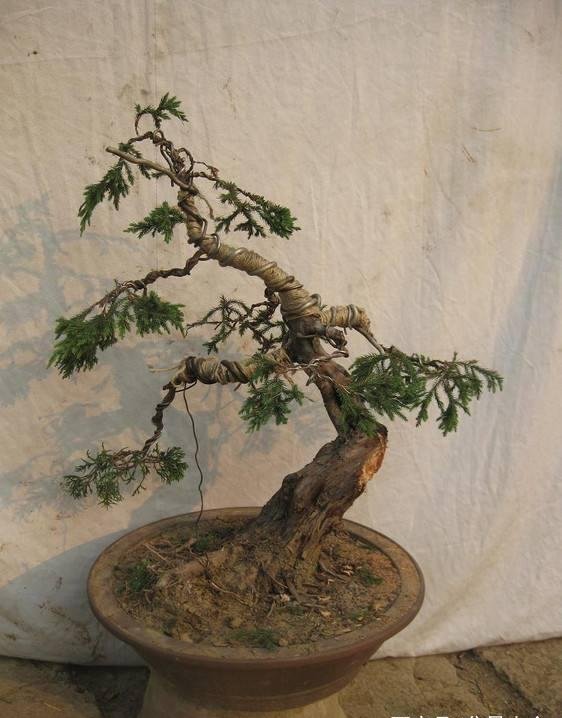 「充足」春天能开花,花色“淡绿色”,只要浇水不多,龙柏盆景就能养好!
