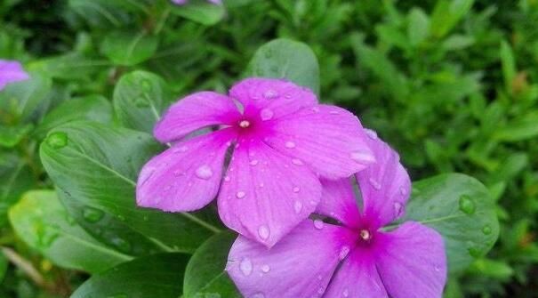  「活得」怎么养才能让鲜花活得更久点?