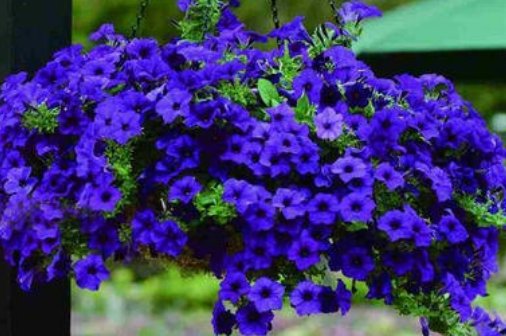  「开爆」家里最适合养这些花，花型好看花期长，一朵又一朵，天天开爆盆！
