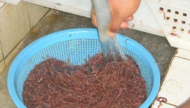  [用法]刚一降温，蚯蚓饵这最新用法火了，千真万确，大板鲫不想