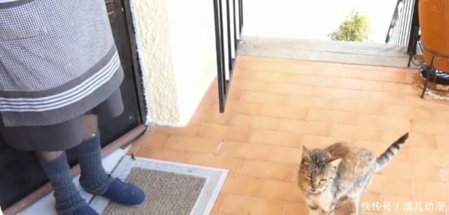  奶奶：瘦弱老猫流浪多年，因一碗剩饭而“隐居”村庄，每天凌晨叫醒奶奶