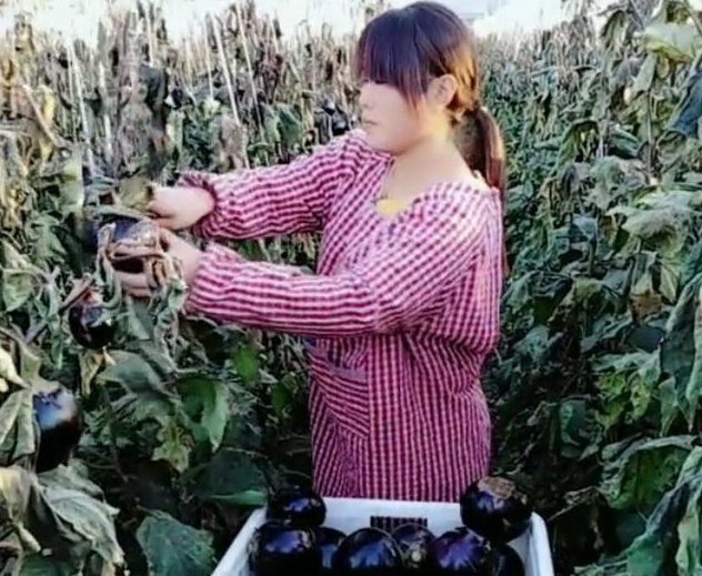 农民生姜地里改种“它”亩产3千斤，每斤30元，年赚几十万