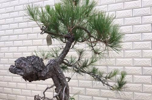 『修剪』喊朋友照顾半年的松树盆景还有救吗?没付工钱的朋友靠不住