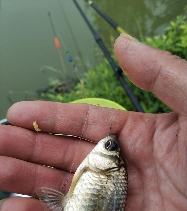 稀巧:正午口稀巧换点,又遇电网肆虐抢鱼忙