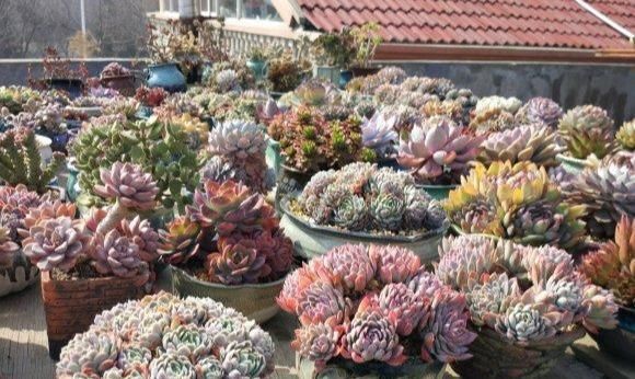 边缘少量:夏天多肉植物病虫害肆虐,掌握3个小技巧,让肉肉远离病虫害!