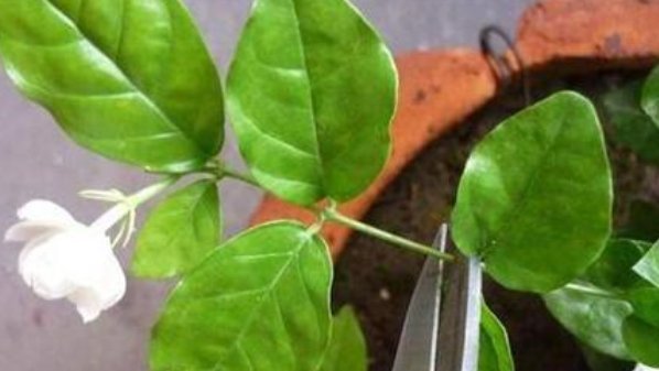  『栀子花』茉莉花、栀子花都喜欢2种“酸性水”,花开不断,香味“飘满屋”