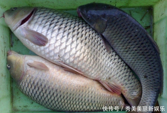 「接连」本来钓鲫鱼去的,结果接连钓了三条大鲤鱼,这是鲤鱼闹窝了吗?