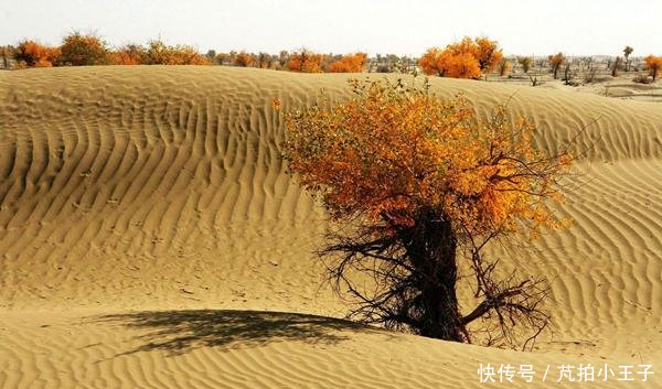  「地带」从沙漠周边地带开始种树，然后逐步向中心推进，能否彻