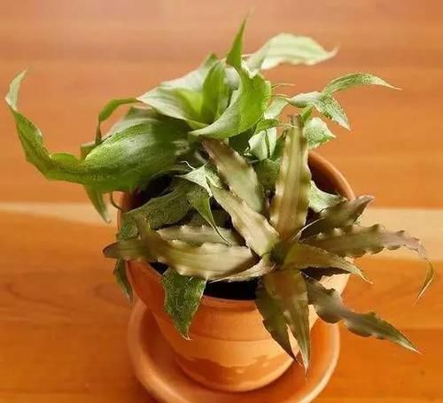  [植物]12种能养玻璃瓶中的植物，喜欢纯粹的绿植