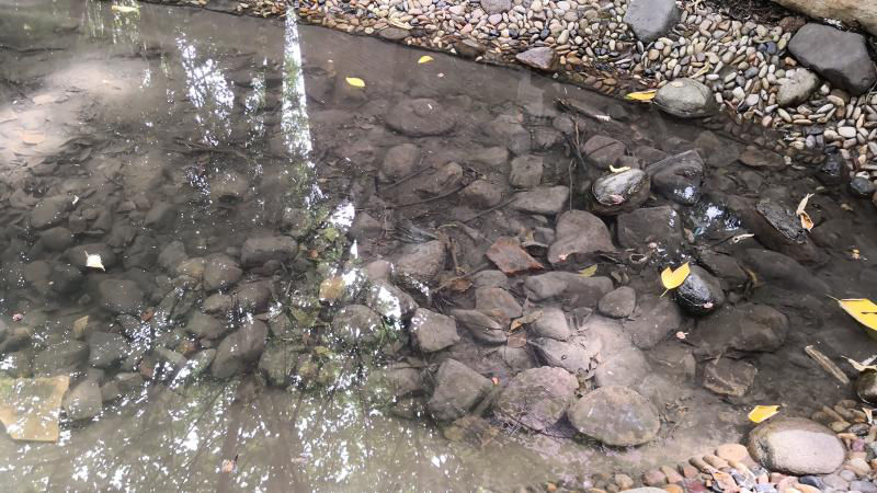 楼上装修建筑垃圾堆楼下、小区景观河没人管变黑臭……宝山区已介