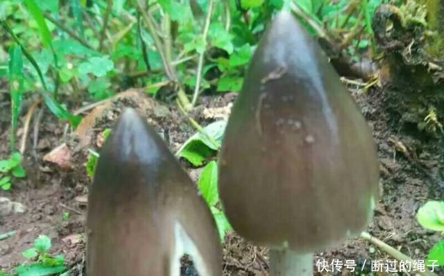 农村小伙在放羊的会后发现这种野生菌子，连羊都不管了也要挖出来