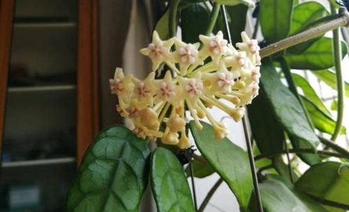  「球兰」球兰很怪异，必须用“小盆”种，藤蔓才能长，开花才能更多