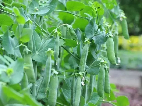  阳光|花盆可不是只能用来种花，种点这些蔬菜照样好看还好吃！