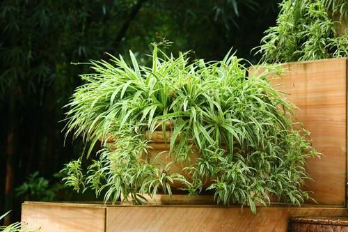  「环境中」家中有宝宝，就养这几种植物，好处多多！