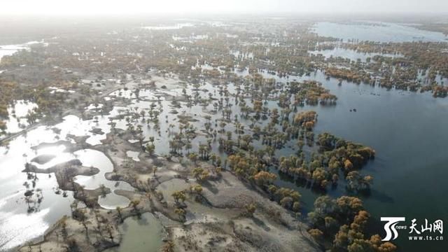  「胡杨林」2019年塔河输水近25亿立方米，惠及700万余亩胡杨林