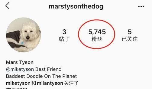 『马斯』宅男泰森自得其乐!交新朋友,子女无一人接班,只能在他面前练拳