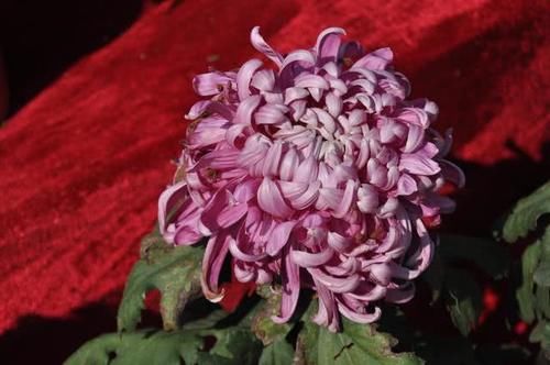 中国最坑的几个5A景区,如今被严令要求整改!网友纷纷表示:活该