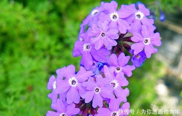 『开爆』整个夏天都可以开爆盆的5种花,随便养1棵,不费心不费力开花美