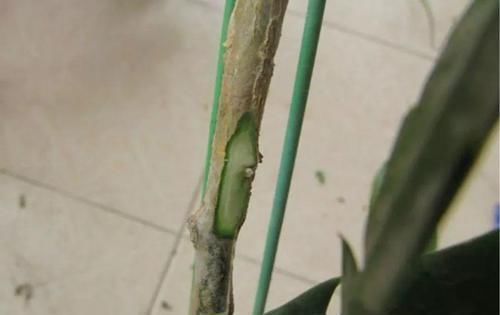 【嫁接】蟹爪兰绑到这上面,开花直冲房顶,还能多活10年