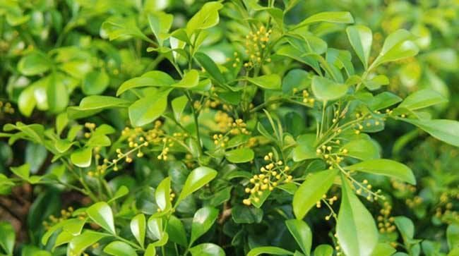  『修剪』米兰花怎么修剪?米兰花的修剪方法与技巧详解