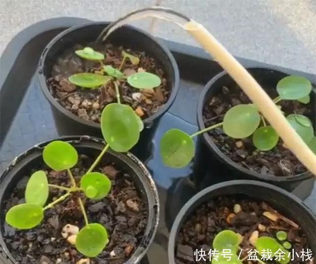  『路边』爆红的镜面草，中国没人要的路边花，国外竟然抢着种，可流行了