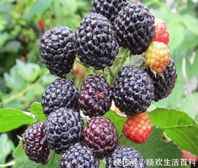 农村小孩都喜欢的野果，价值非常珍贵，价格高达80元