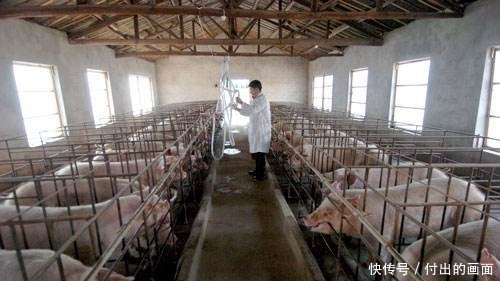  【养猪场】建造一座能养500～1000头猪的养猪场需要多少成本？