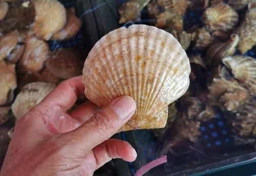 节前东港探海鲜：价格略涨还是便宜，商家说几个节日赚钱平时微利