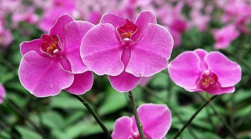 『家里』3种花寓意吉祥开花美，好养易活花期久，家里养上一盆，幸福又美满
