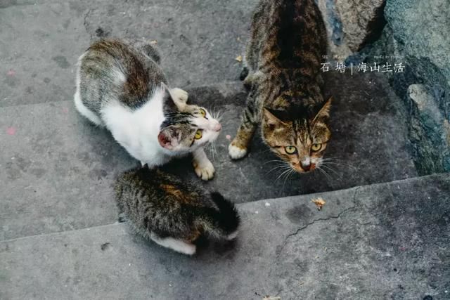 探访东南沿海网红小村，这里拥有最少女心梦幻房屋（内附游玩线）