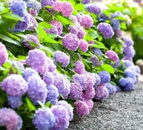 『盆栽的绣球』绣球爆开花,做好“2件事”,叶子绿到流油,花苞多,花期长