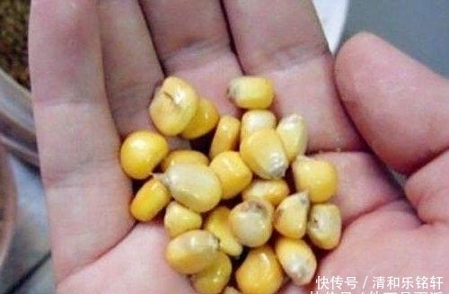 「得当」立秋后鲤鱼并不难钓,主要是方法要得当,这套打窝秘诀教给你