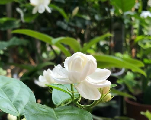  #养护#茉莉花怎么施对肥？用肥对了，枝繁叶茂开花爆，好多人做错
