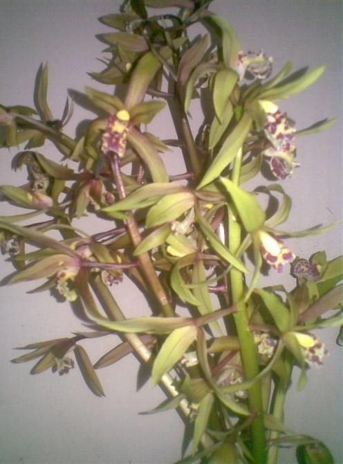 在山上能不能找到好兰花,就要看你懂不懂这些“小技巧”了!