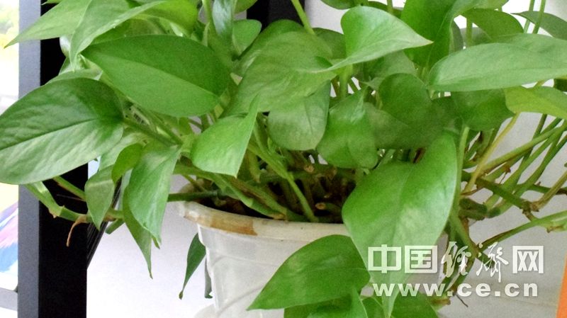 『室内空气』这几种植物有助于改善室内空气