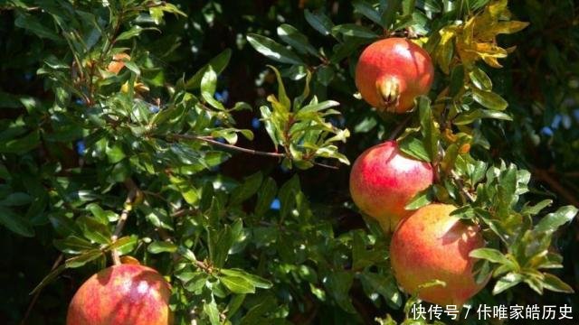  『山上』秦始皇陵为什么没有继续挖掘专家你看山上的石榴树