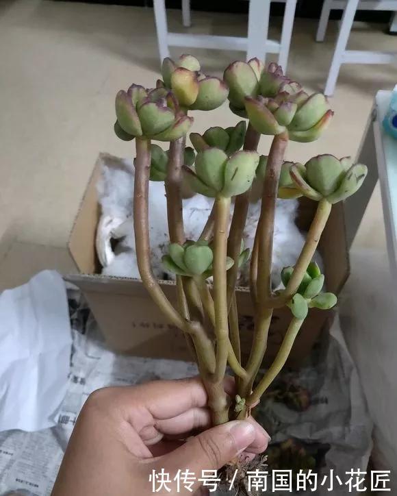 『图片作者』多肉变成白菜价,几毛钱1棵,有的都白送,你买贵了吗?