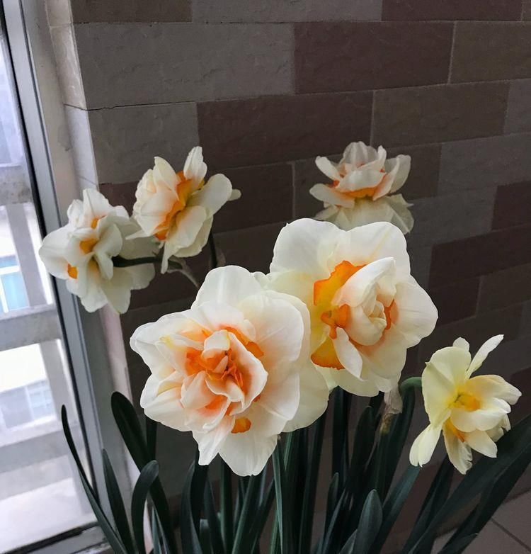  【喜欢】喜欢菊花，那就养盆“洋水仙”，丢土里就能活，春节开花，香气四溢