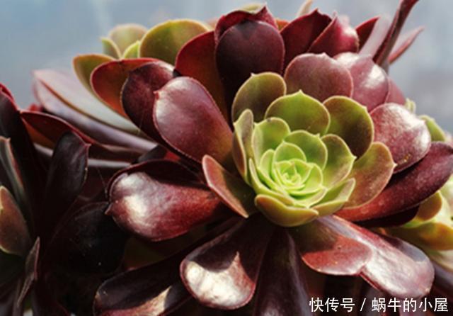 入手|新入手的多肉法师如何配土?不同状态的法师,要用不同方法