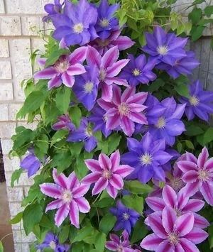  「值得」喜欢在家中养护美丽的花，就选3种花卉，花色绚丽多彩，值得拥有