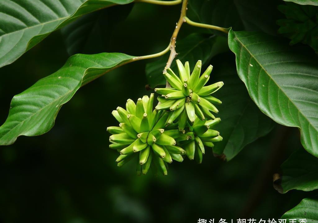 「品种」农村这种植物很稀少，曾经被农家人当柴烧，如今成国家保护品种