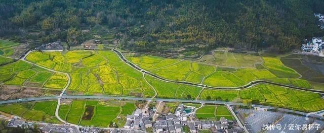  樱花：江南的美当然不分四季，可我却钟爱江南的春天，爱她的恬淡隽永