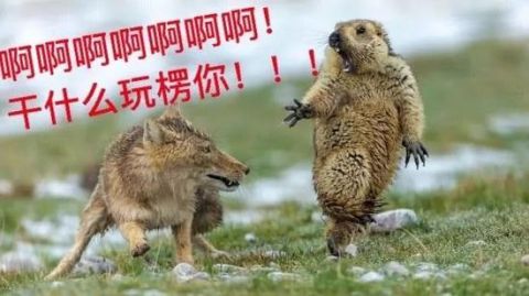 中国摄影师得国际大奖 看到这张照片的网友都笑了