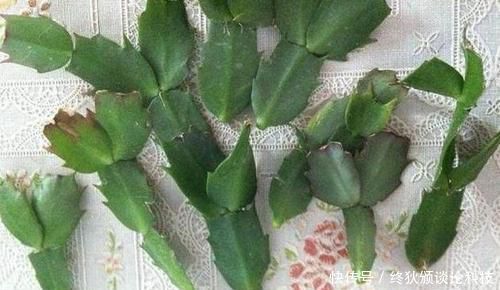  【长寿花】3月扦插正合适，4种花掐片叶子丢土里，1盆轻松变10盆