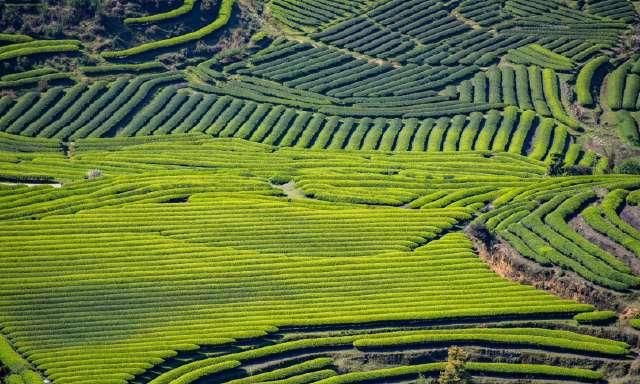  风景：茶山风景无限美！茶山的美让我们心动！