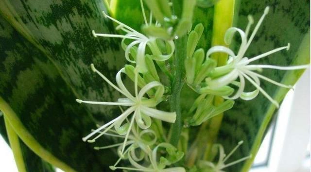  【不开花】家里养3种“耐旱花”，平时少浇水，开花更准时，花量大、花色艳