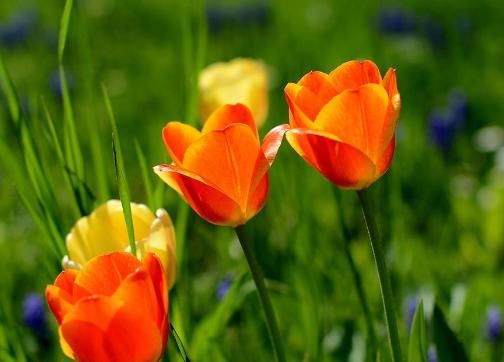  『养花』“养花杀手”常犯的4个毛病，养啥花都枯盆，看看你占了几个？