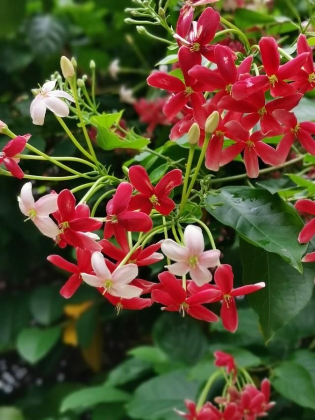  三国：人间草木:它是花，是药，还是如雷贯耳的三国人名？