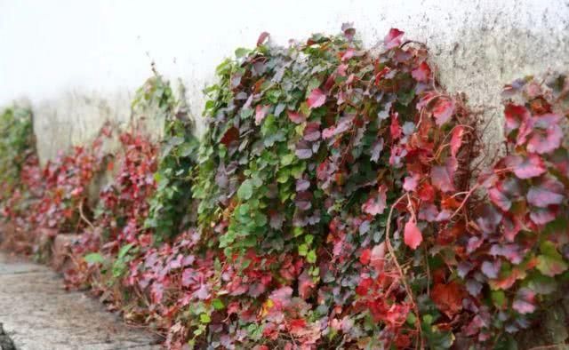 两条运河孕育、滋养出了桐乡这个千年风情古镇