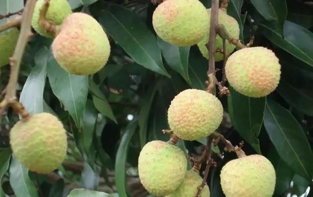  #上市#去年贵到吃不起，今年预计会降价？荔枝将上市，市场价格拭目以待